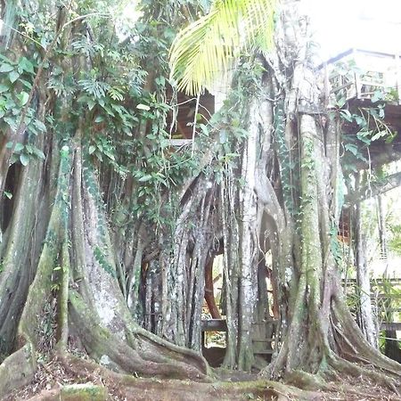 Topos Tree House Cahuita Luaran gambar