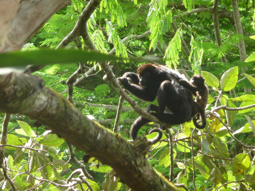 Topos Tree House Cahuita Luaran gambar