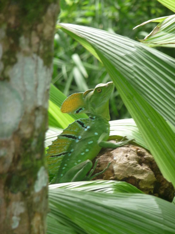Topos Tree House Cahuita Luaran gambar