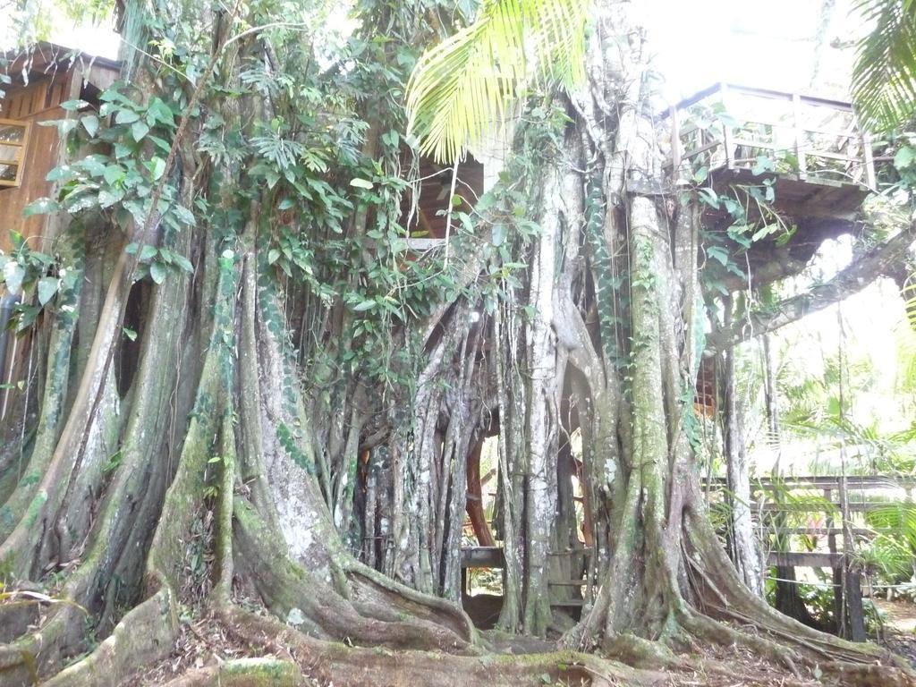 Topos Tree House Cahuita Luaran gambar