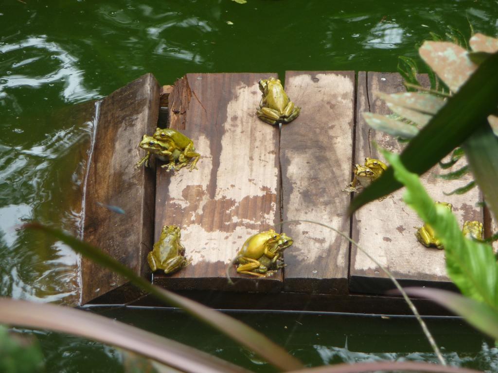 Topos Tree House Cahuita Luaran gambar