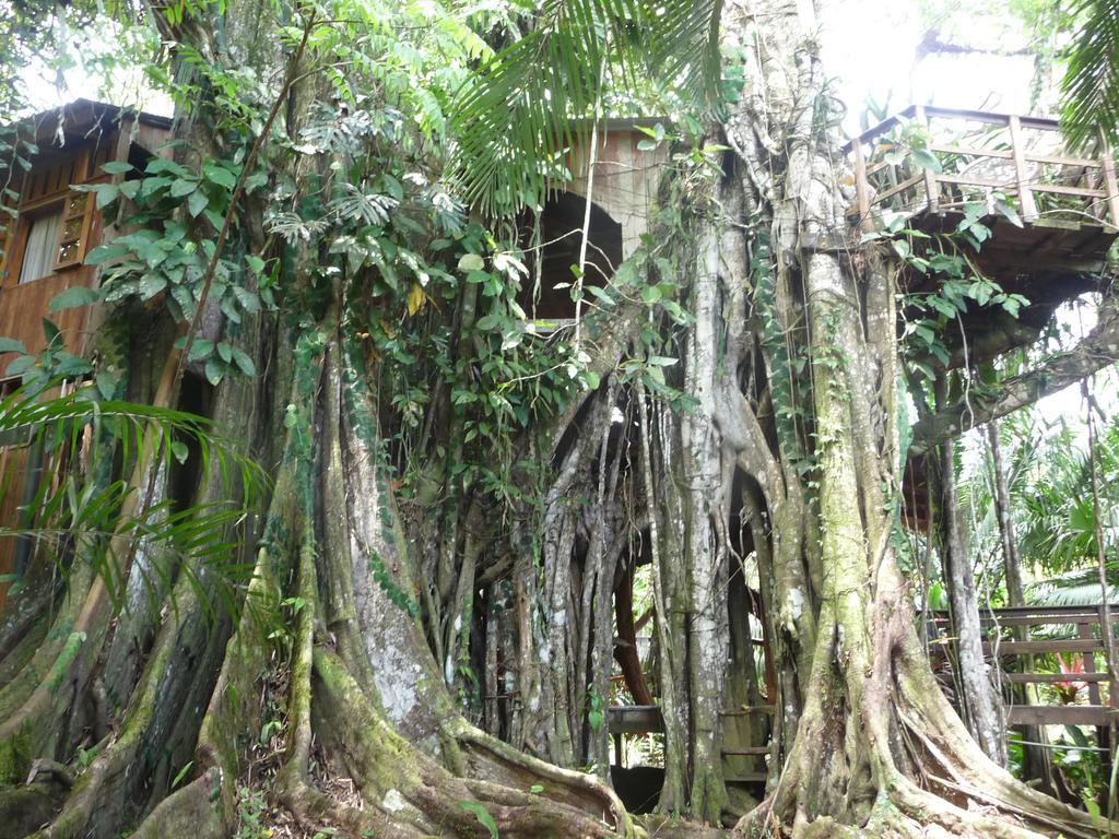 Topos Tree House Cahuita Luaran gambar