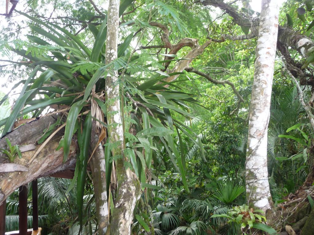 Topos Tree House Cahuita Luaran gambar