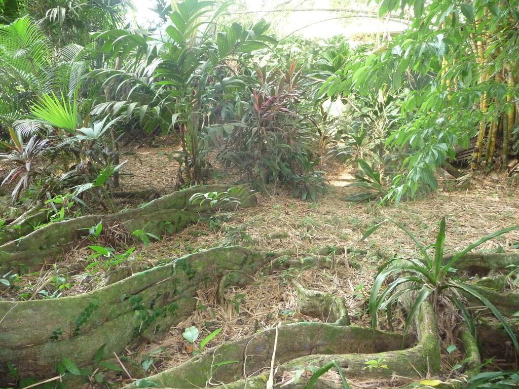 Topos Tree House Cahuita Luaran gambar