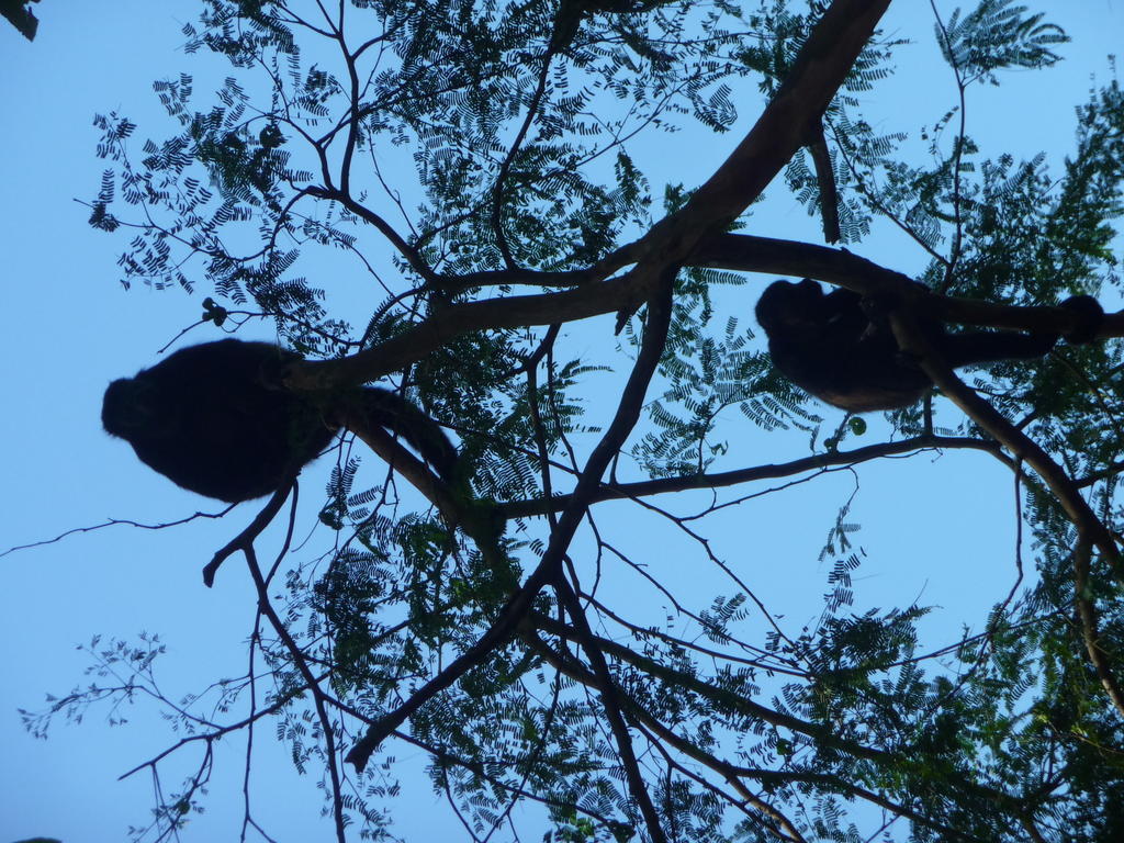 Topos Tree House Cahuita Luaran gambar