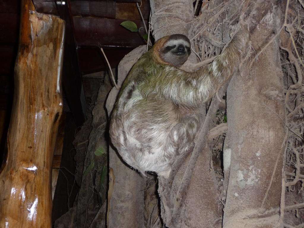 Topos Tree House Cahuita Luaran gambar