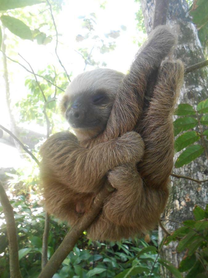 Topos Tree House Cahuita Luaran gambar